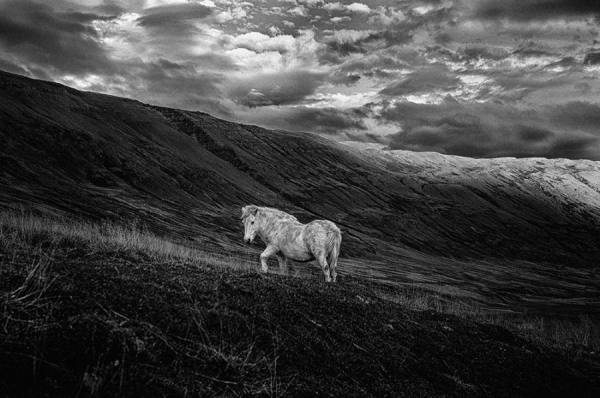 Photograph Johannes Frank Johannesson Icelandic Horse on One Eyeland